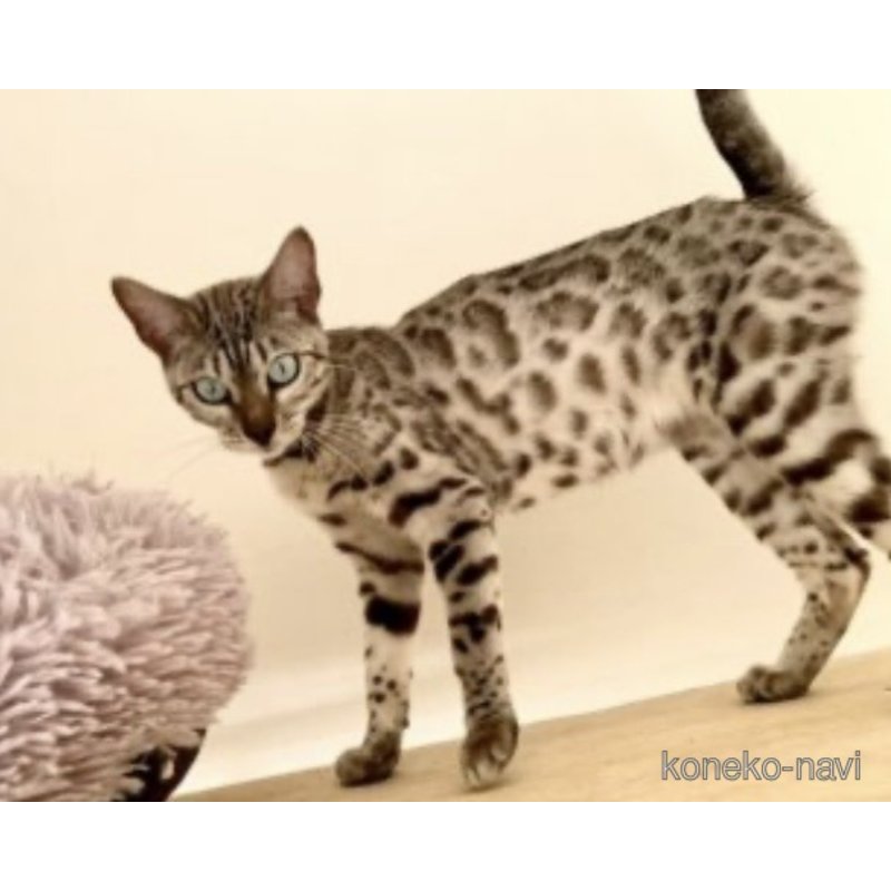 セピアちゃん1枚目