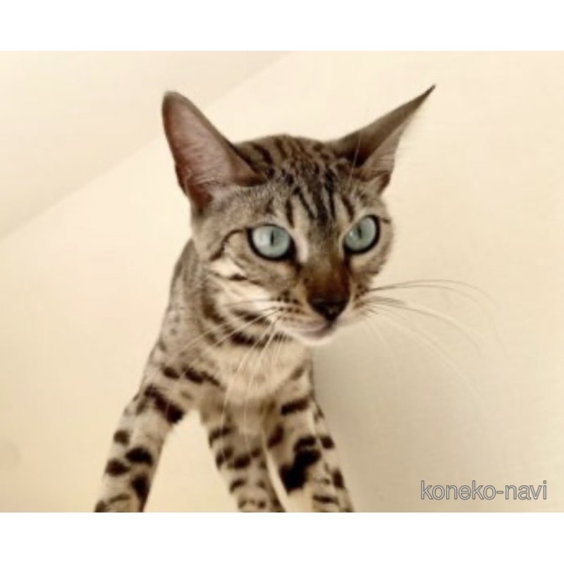 セピアちゃん1枚目