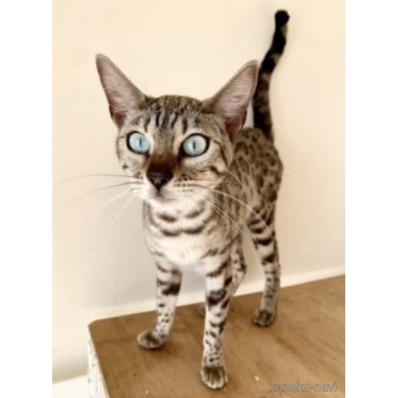 セピアちゃん1枚目