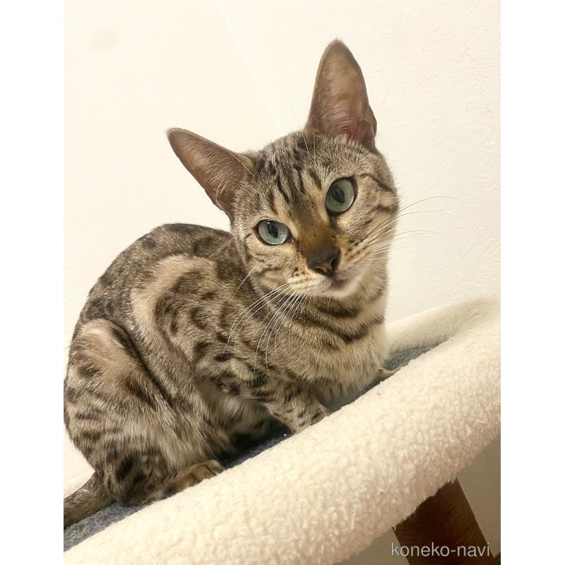 セピアちゃん1枚目