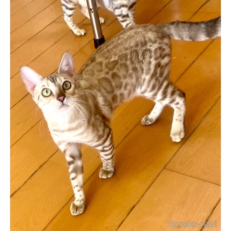 ビアンカちゃん1枚目