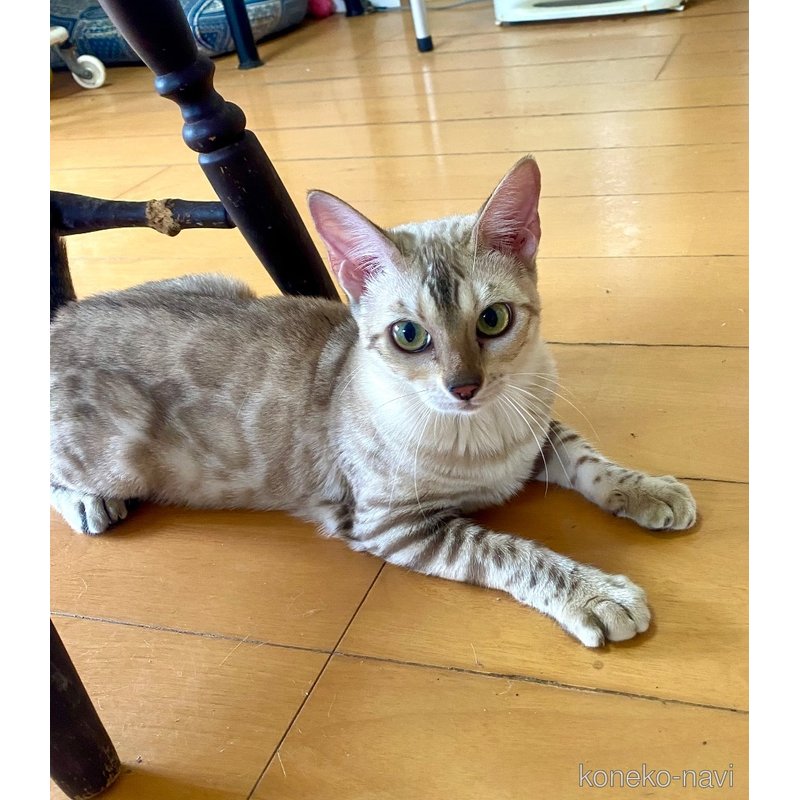 ビアンカちゃん1枚目