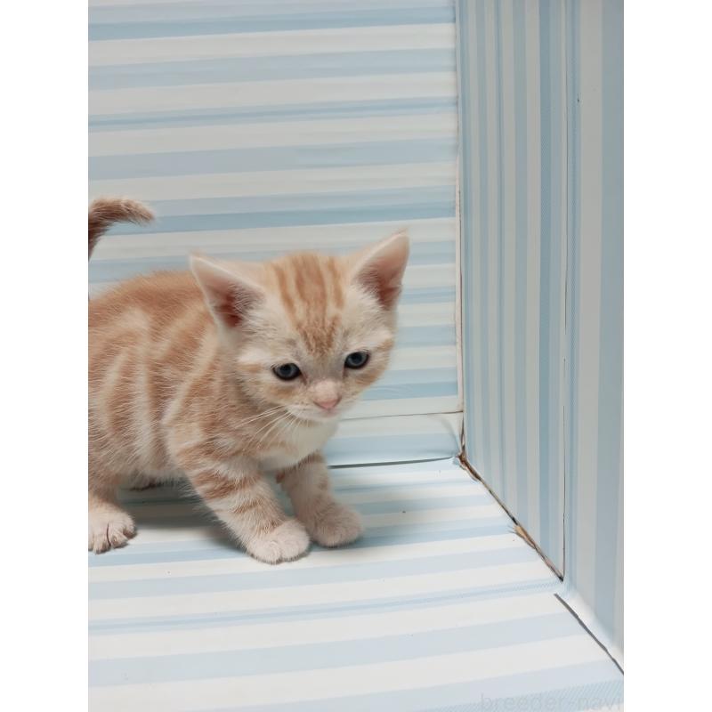 販売中の静岡県のアメリカンショートヘア-133316の2枚目