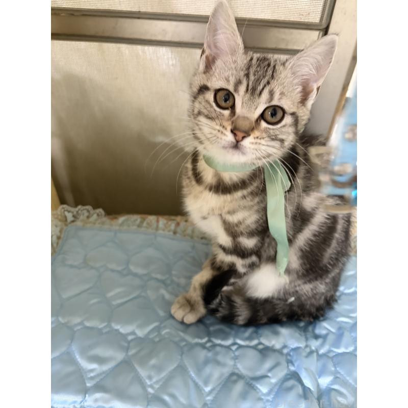 販売中の神奈川県のアメリカンショートヘア-131580の1枚目