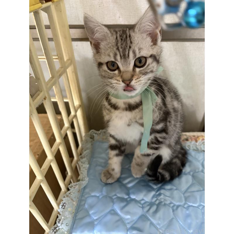 販売中の神奈川県のアメリカンショートヘア-131580の6枚目