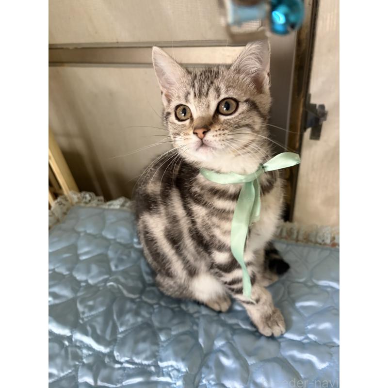 販売中の神奈川県のアメリカンショートヘア-131580の5枚目