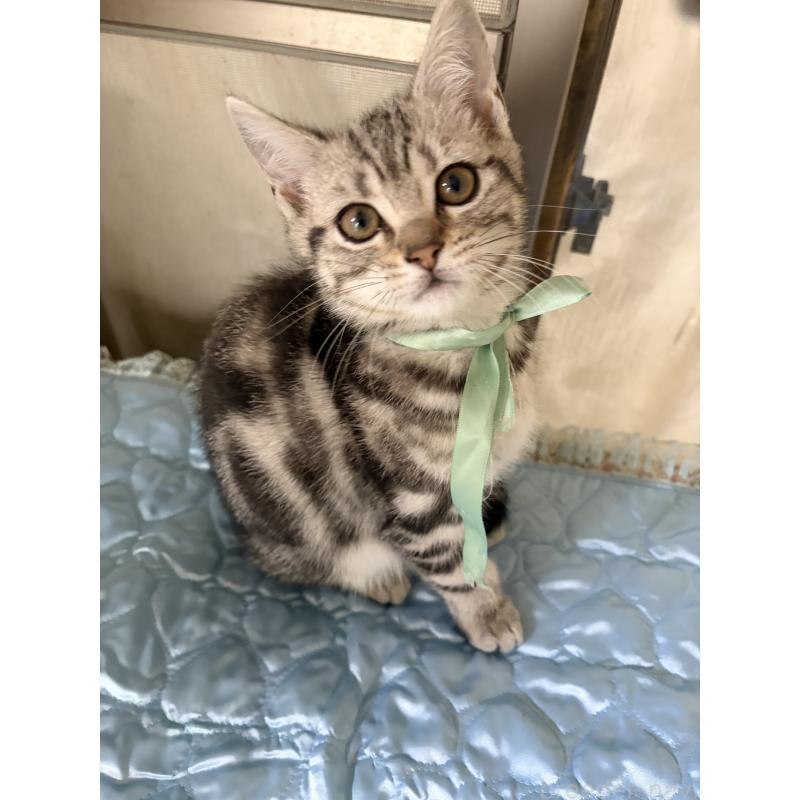 販売中の神奈川県のアメリカンショートヘア-131580の4枚目