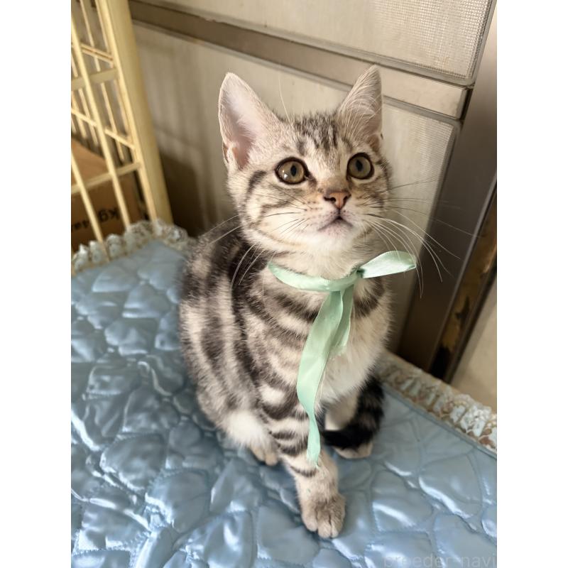 販売中の神奈川県のアメリカンショートヘア-131580の3枚目