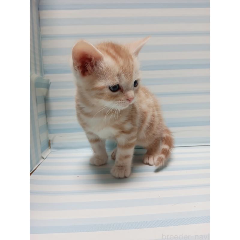 販売中の静岡県のアメリカンショートヘア-133827の3枚目