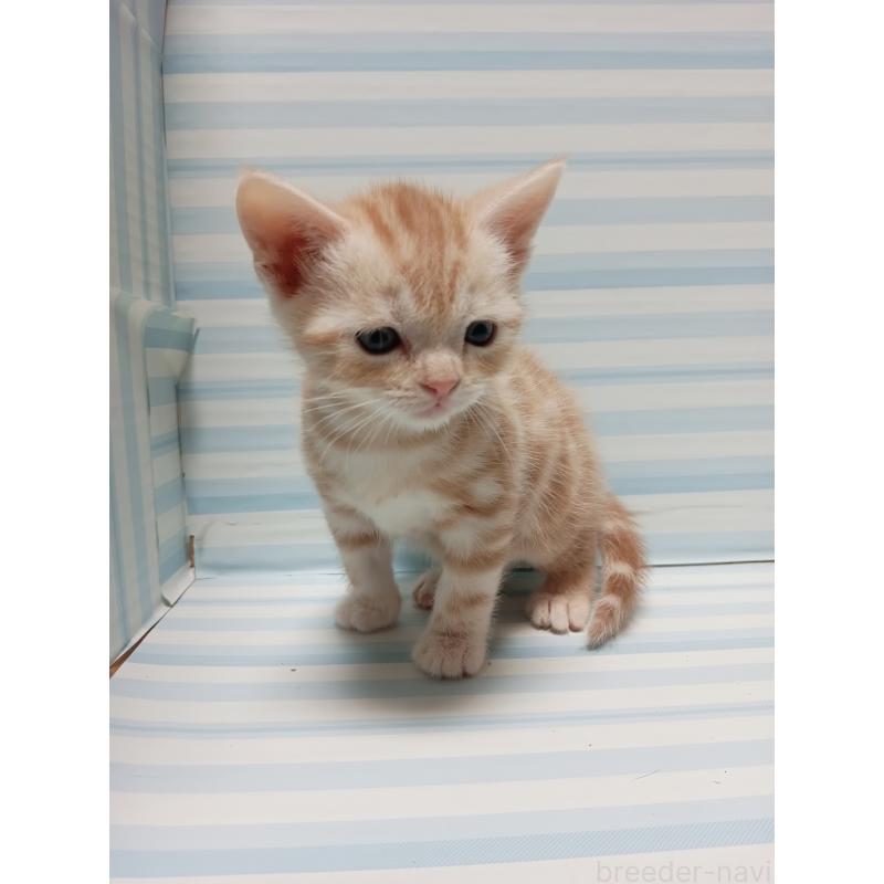 販売中の静岡県のアメリカンショートヘア-133827の2枚目