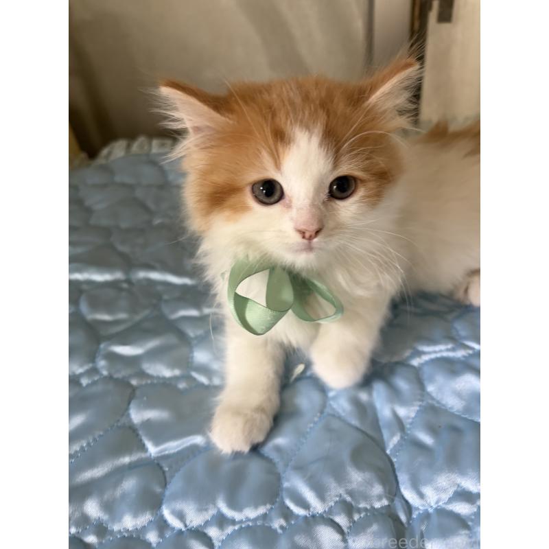 販売中の神奈川県のマンチカン-133032の21枚目