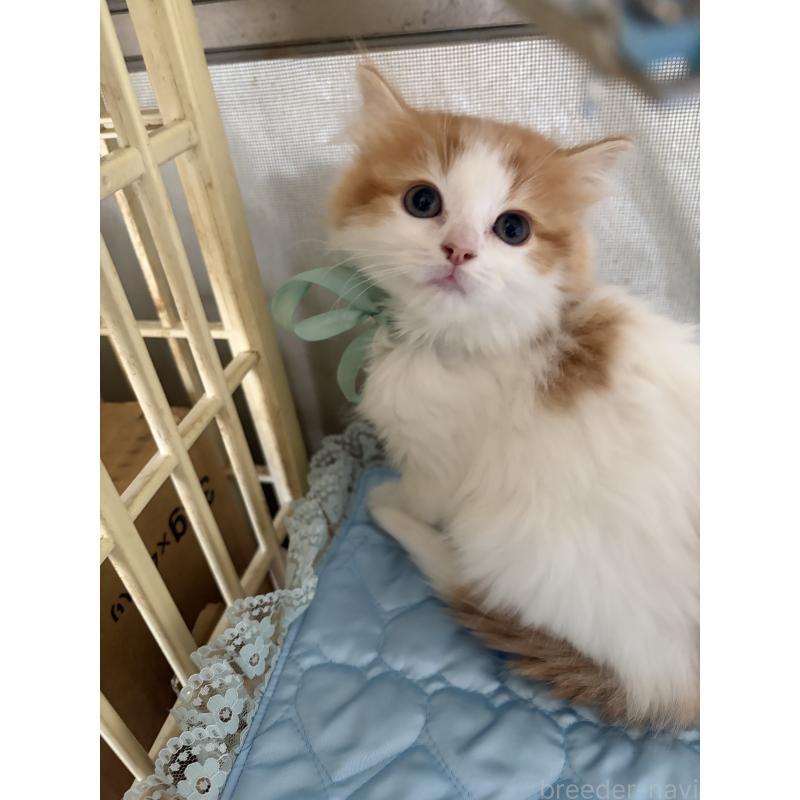 販売中の神奈川県のマンチカン-133032の20枚目