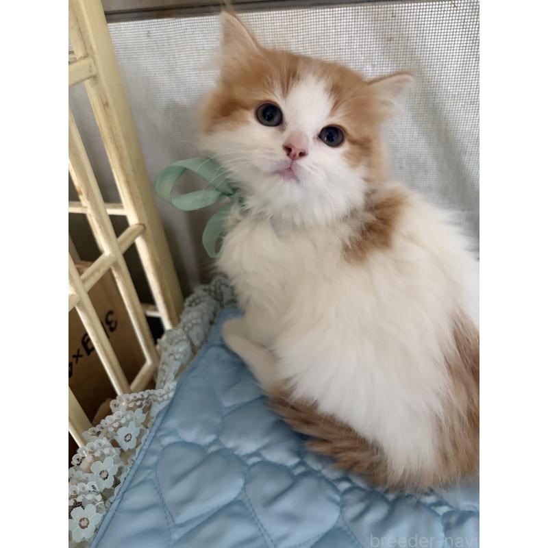 販売中の神奈川県のマンチカン-133032