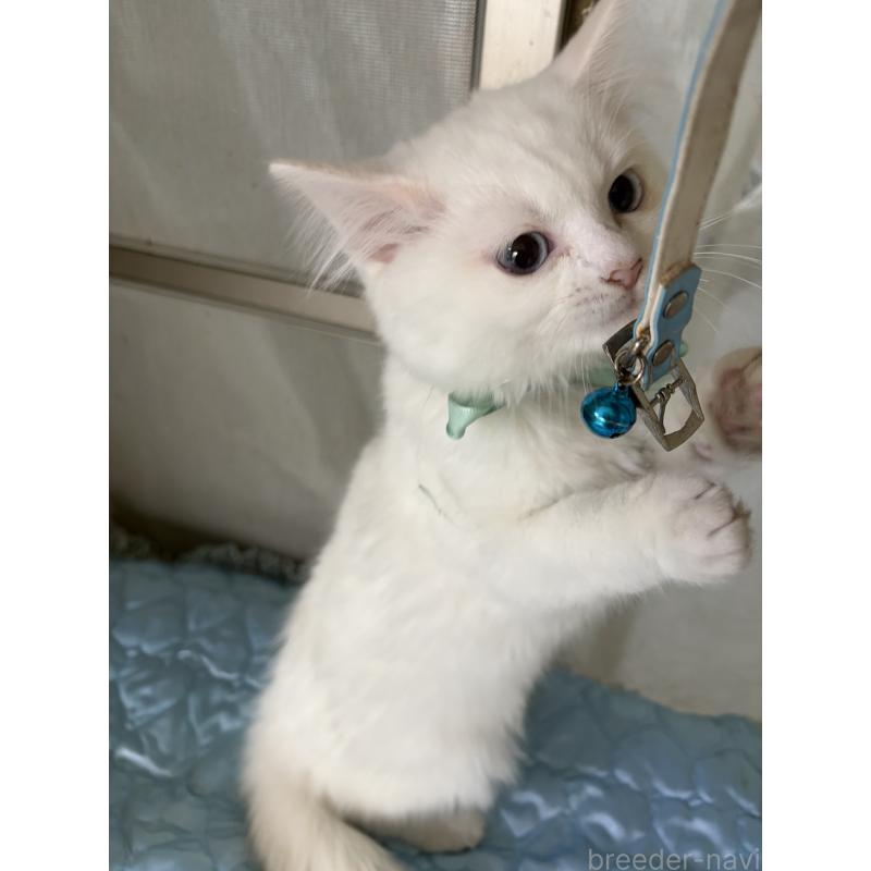 販売中ののマンチカン-129912