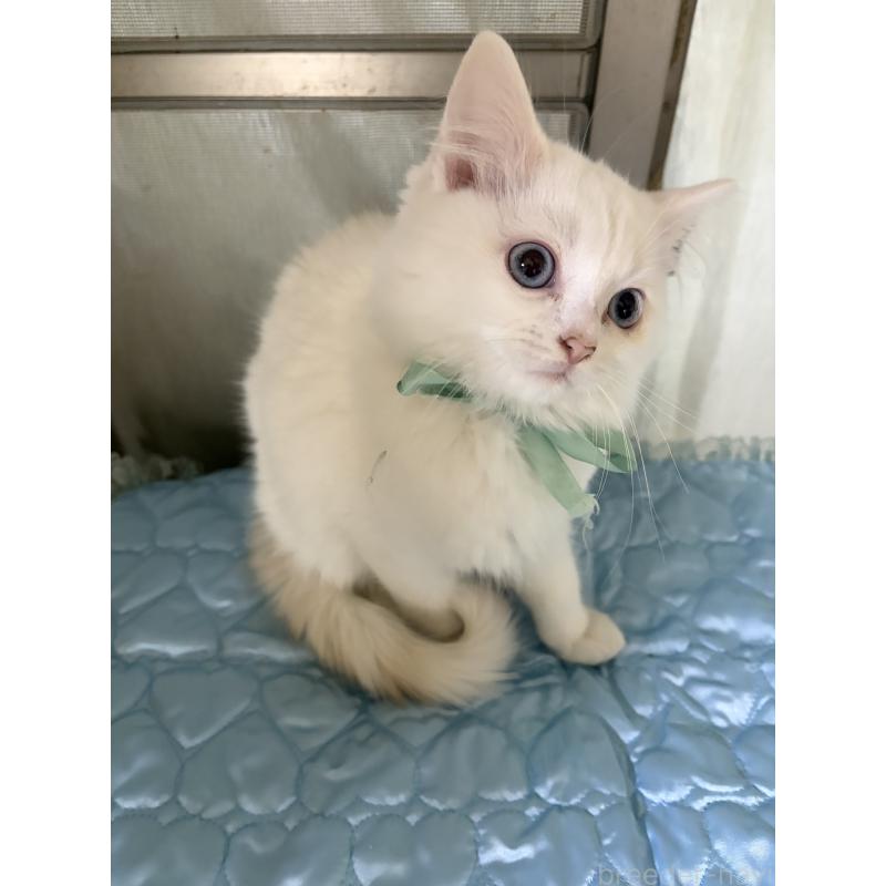 販売中の神奈川県のマンチカン-129912の22枚目