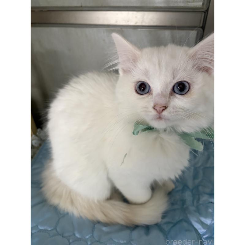 販売中の神奈川県のマンチカン-129912の21枚目