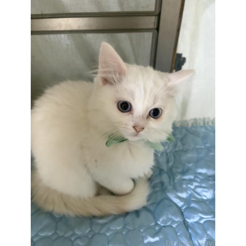 販売中の神奈川県のマンチカン-129912の20枚目