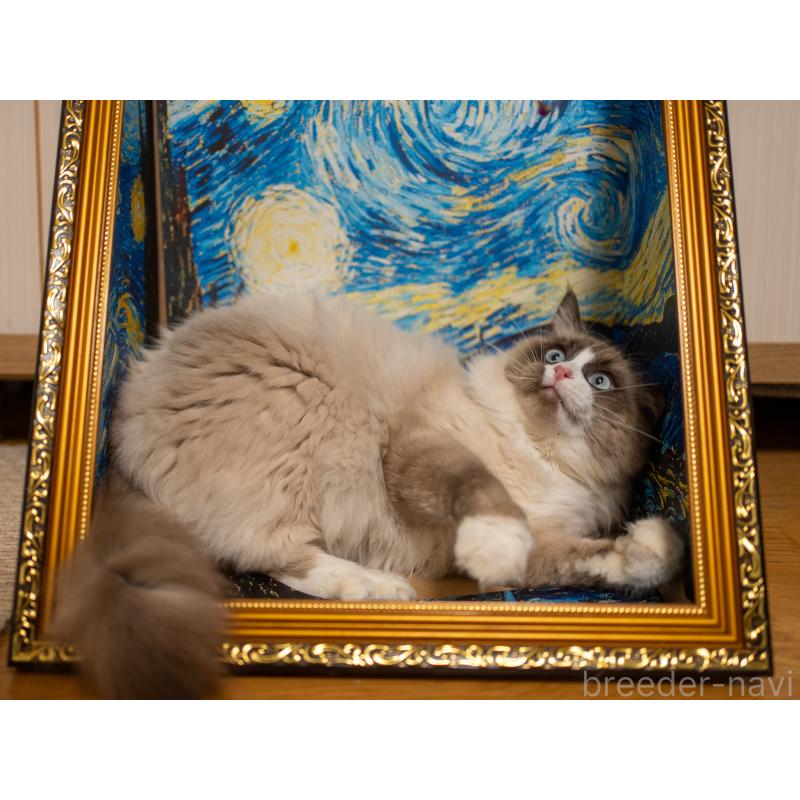 成約済の大阪府のラグドール-126772の11枚目