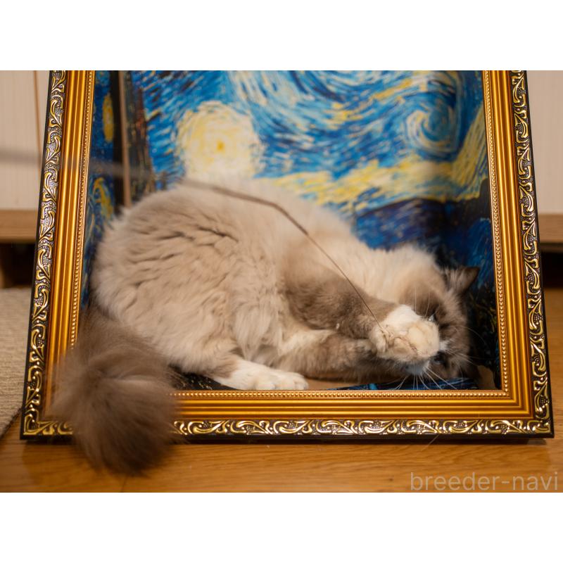 成約済の大阪府のラグドール-126772の10枚目