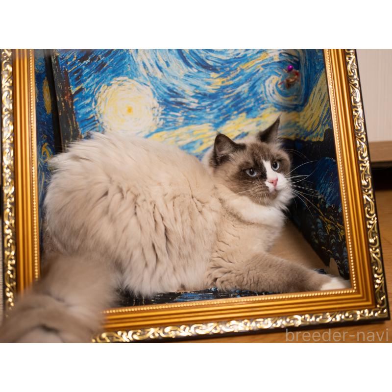 成約済の大阪府のラグドール-126772の9枚目