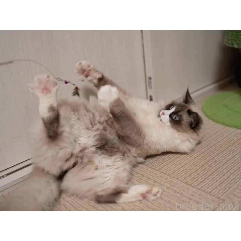 成約済の大阪府のラグドール-126772の8枚目