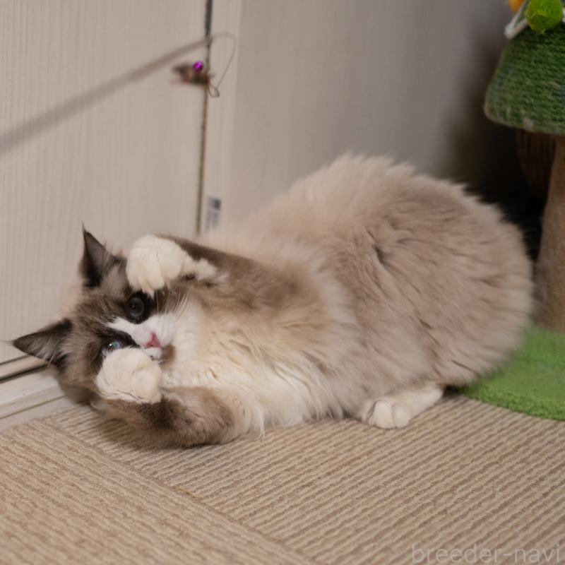 成約済の大阪府のラグドール-126772の7枚目