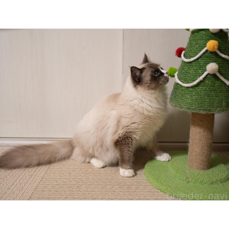 成約済の大阪府のラグドール-126772の6枚目