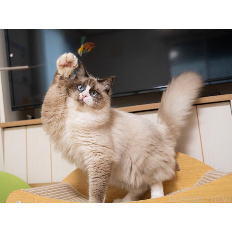 成約済の大阪府のラグドール-126772の5枚目