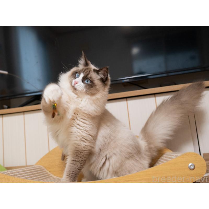 成約済の大阪府のラグドール-126772の4枚目