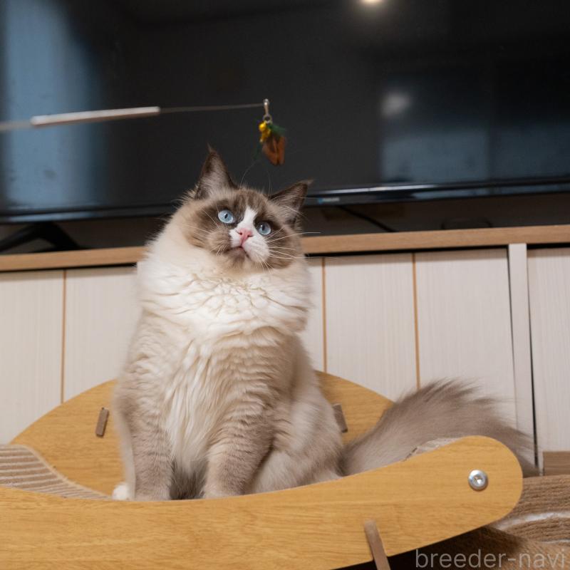 成約済の大阪府のラグドール-126772の3枚目