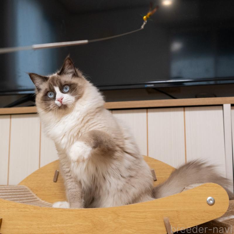 成約済の大阪府のラグドール-126772の2枚目