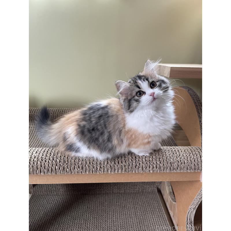 販売中の埼玉県のマンチカン(短足)-131117