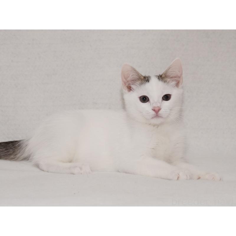 成約済の東京都のマンチカン-129862の6枚目