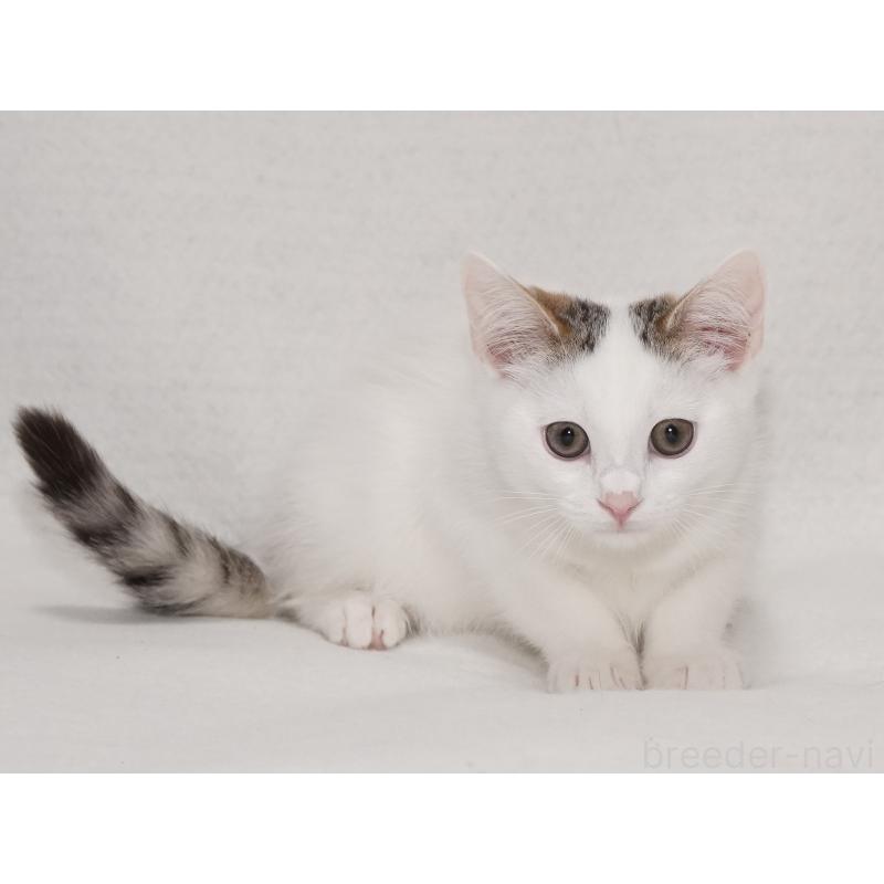 成約済の東京都のマンチカン-129862の4枚目