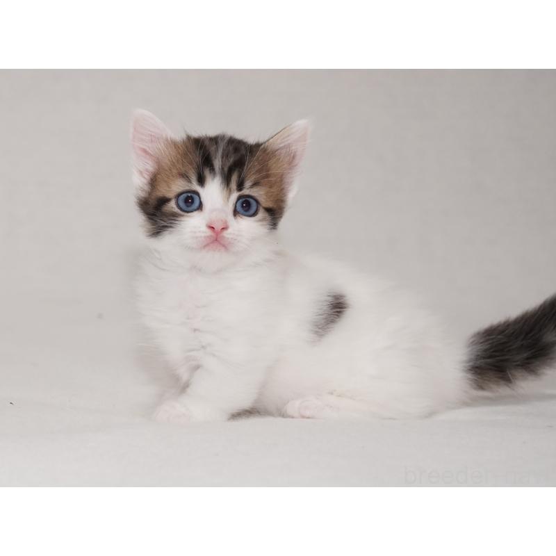 商談中の東京都のマンチカン(短足)-133720の12枚目