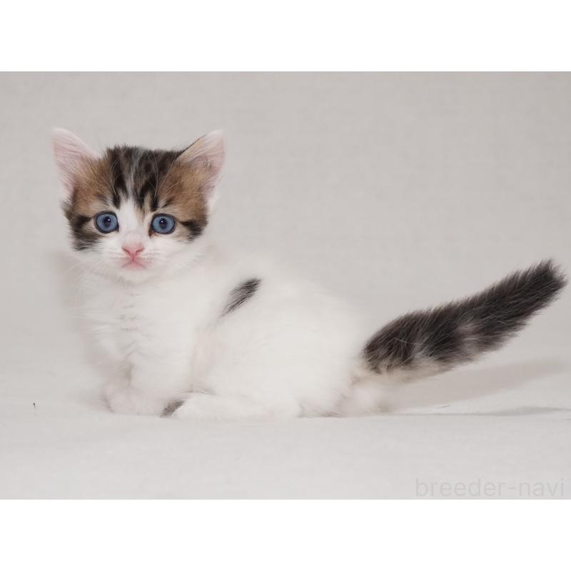 商談中の東京都のマンチカン(短足)-133720の11枚目