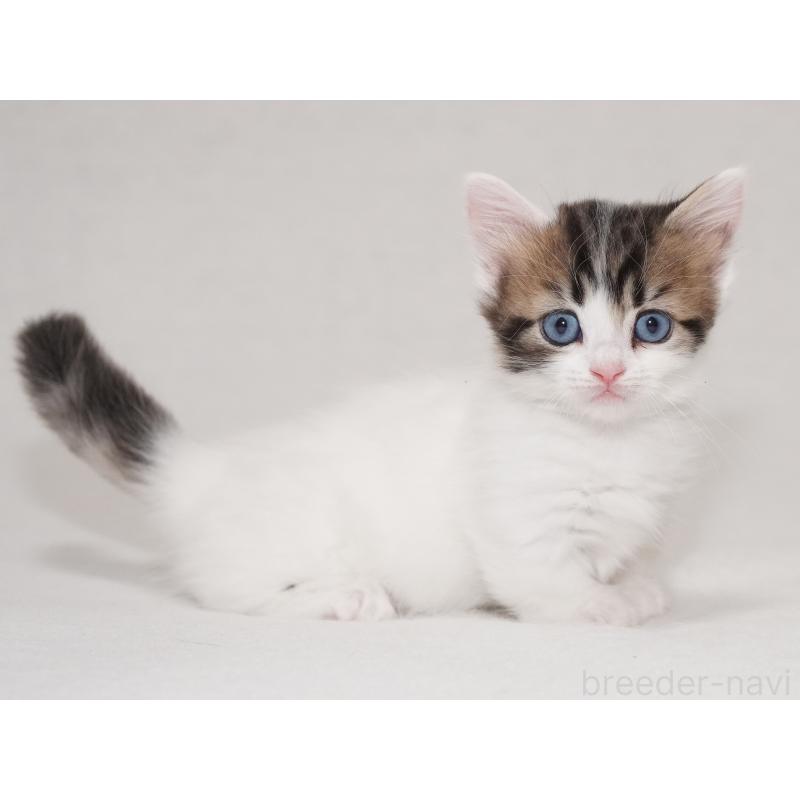 商談中の東京都のマンチカン(短足)-133720の10枚目