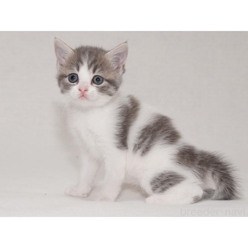 商談中の東京都のマンチカン-133721の12枚目