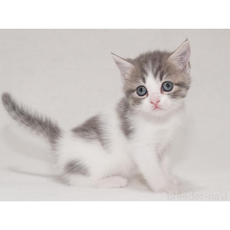 商談中の東京都のマンチカン-133721の11枚目