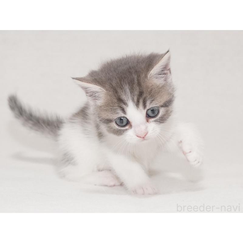 商談中の東京都のマンチカン-133721の10枚目