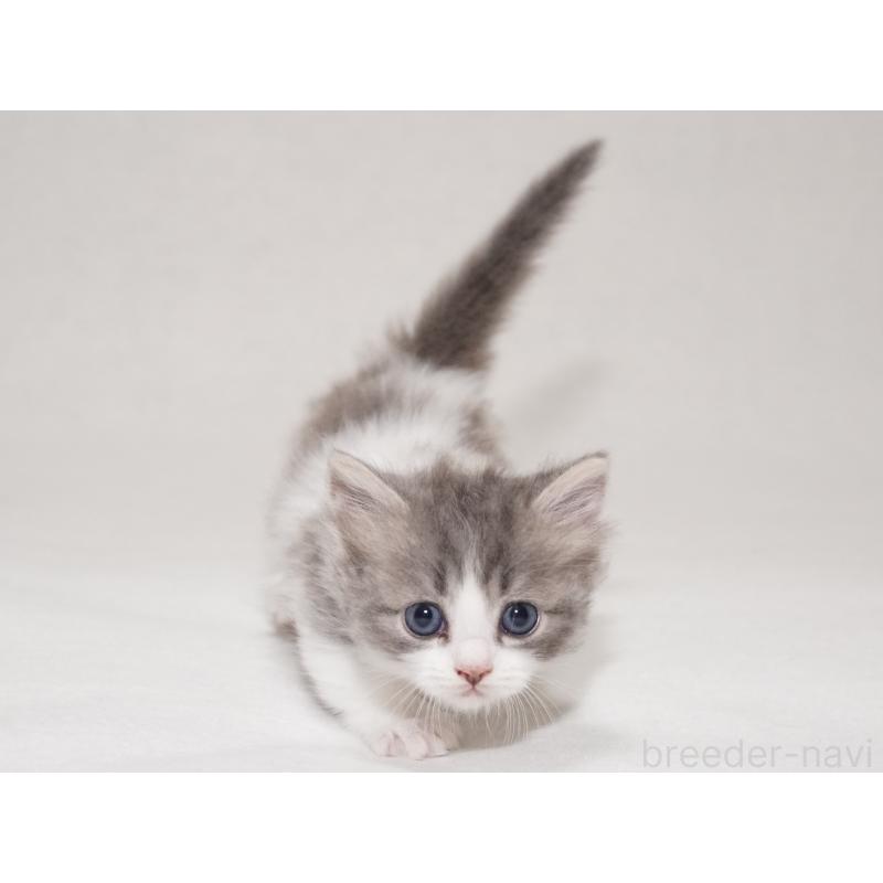 商談中の東京都のマンチカン(短足)-133722の8枚目