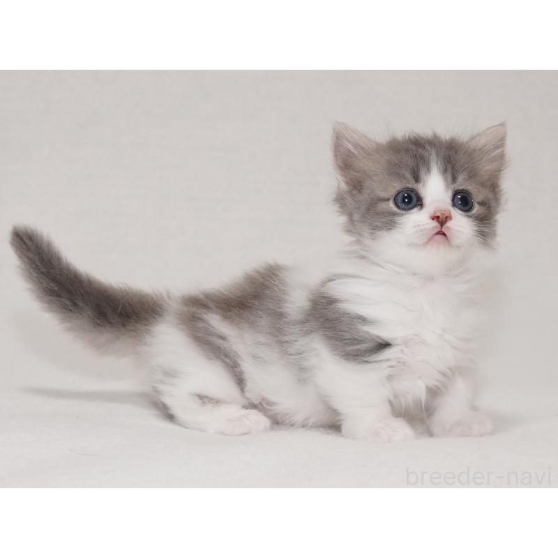 商談中の東京都のマンチカン(短足)-133722の7枚目