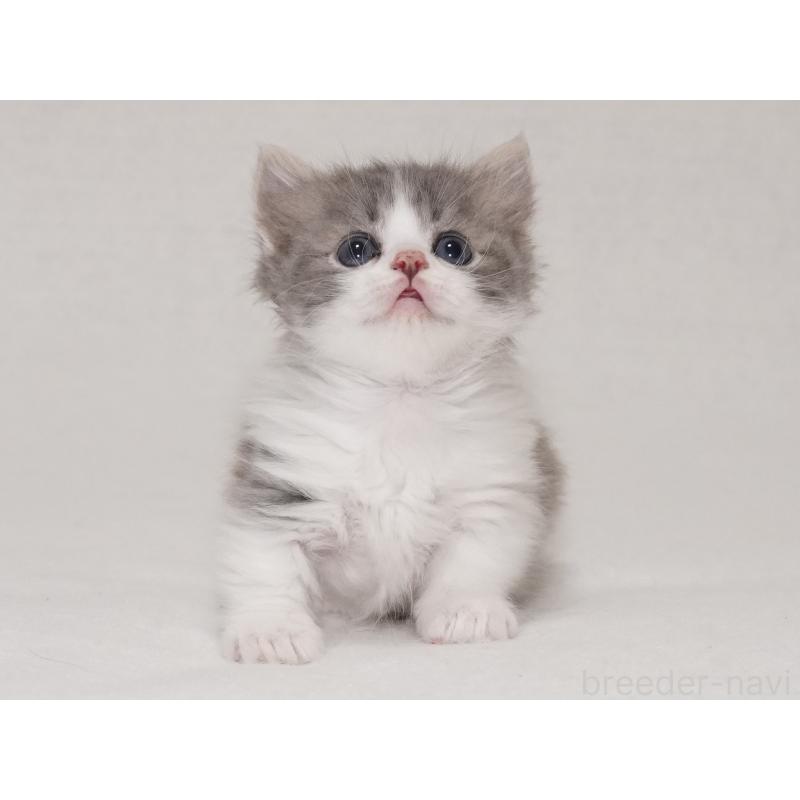 商談中の東京都のマンチカン(短足)-133722の6枚目