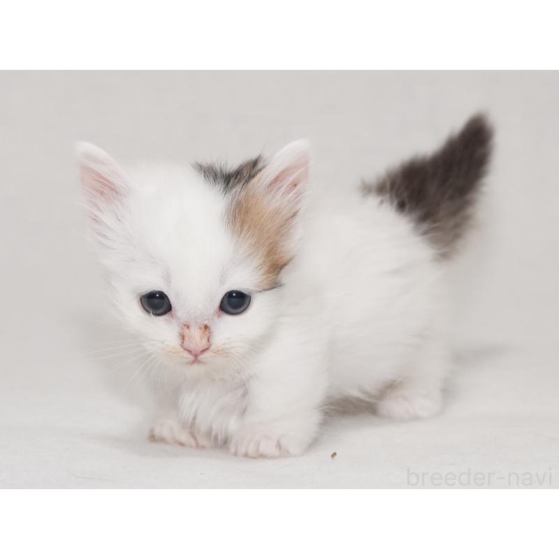 販売中の東京都のマンチカン(短足)-133723の26枚目