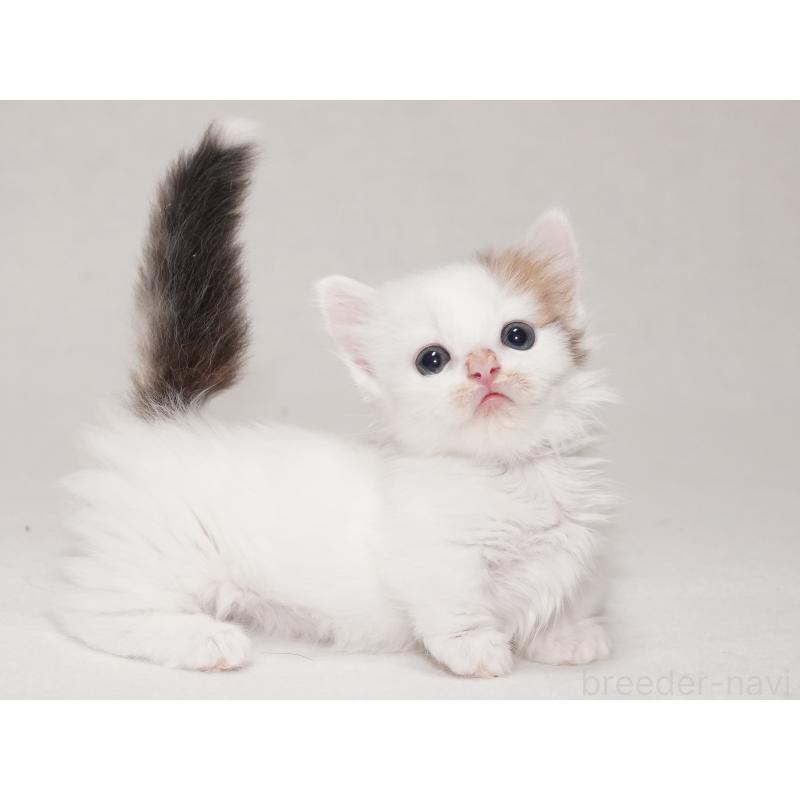 販売中の東京都のマンチカン(短足)-133723の24枚目