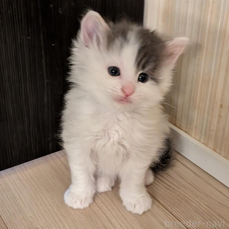 販売中の埼玉県のノルウェージャンフォレストキャット-134157