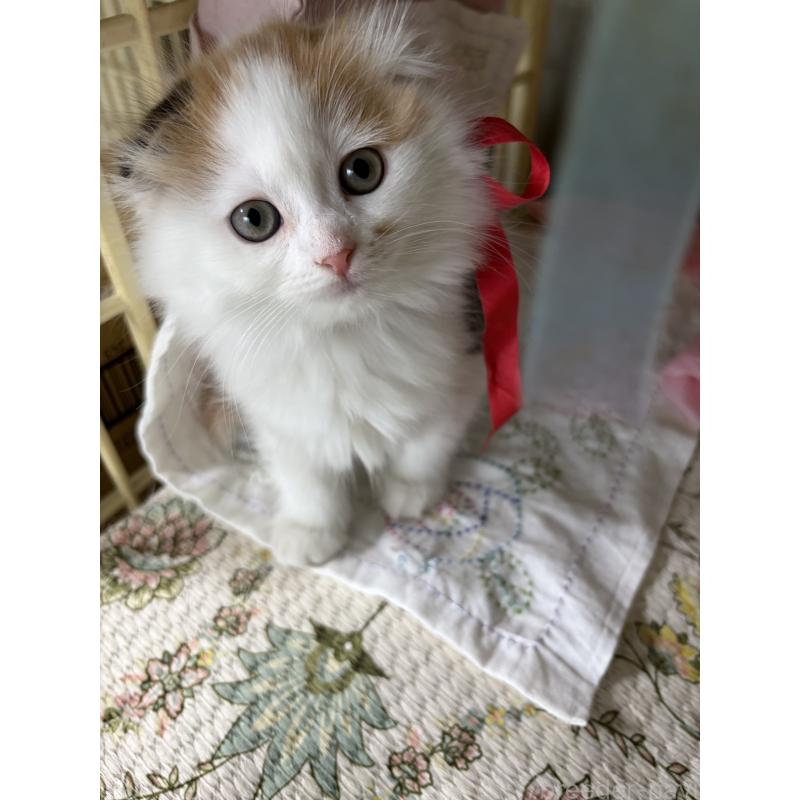 販売中の神奈川県のスコティッシュフォールド(折れ耳)-132865の19枚目