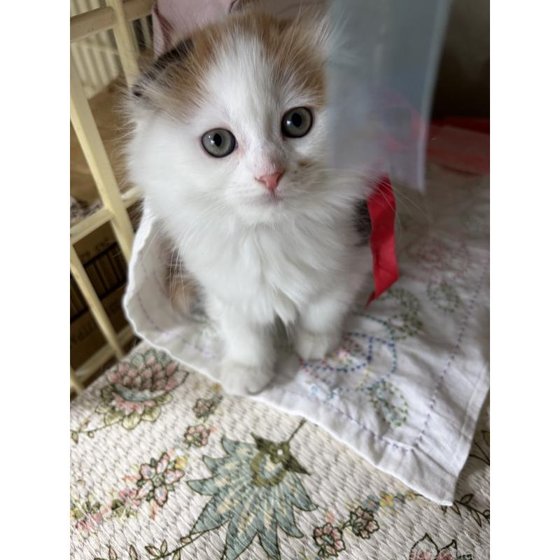 販売中の神奈川県のスコティッシュフォールド(折れ耳)-132865の18枚目