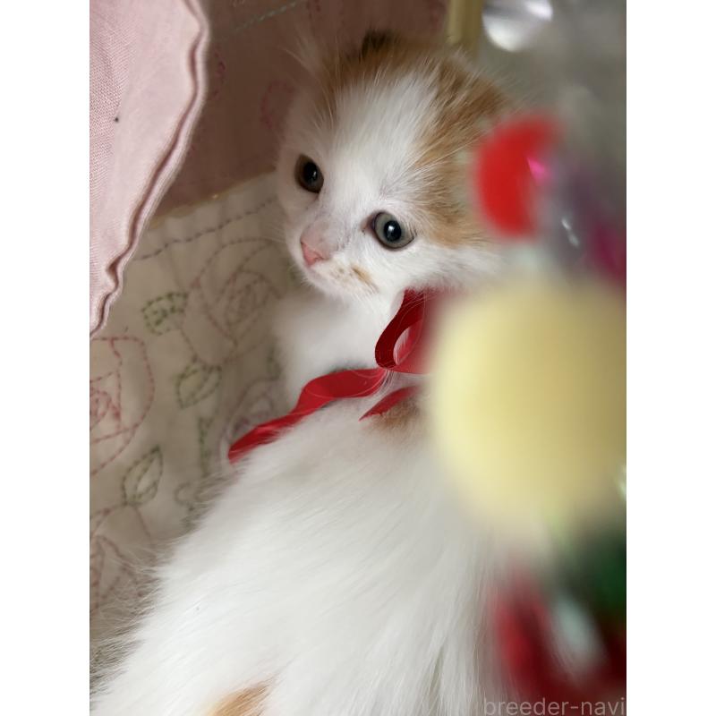 販売中の神奈川県のスコティッシュフォールド(折れ耳)-132865の17枚目