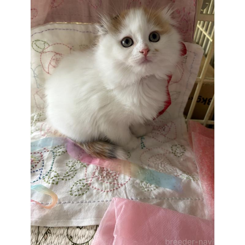販売中の神奈川県のスコティッシュフォールド(折れ耳)-132865の16枚目